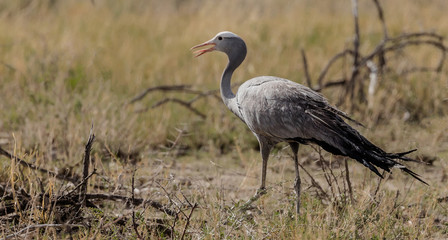 Blue Crane in the Savannah of Etosha, a National Park of Namibia