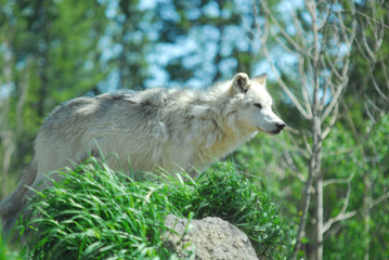 Gray Wolf Watching