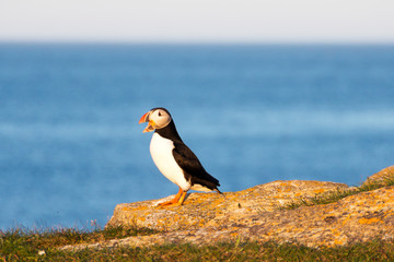 Puffin