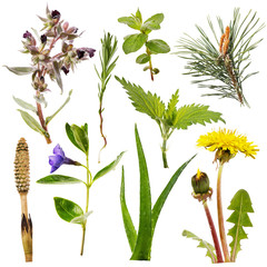 Set of various plants isolated on a white background. Some herbs are used for both medical and food...