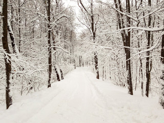 Road snow covered in winter snowy forest