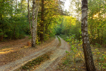 Obraz premium Birch forest in golden autumn season.