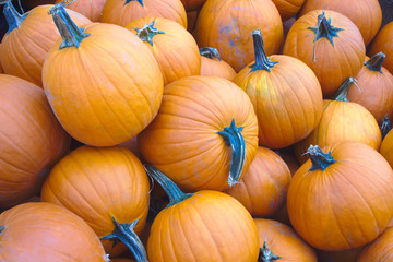 pumpkins market organic farming halloween thanksgiving food harvest