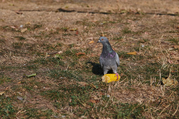 Portrait of a pigeon that stands on a swing of corn. Dove protects his food. Bird on sunny day. Paw on food.