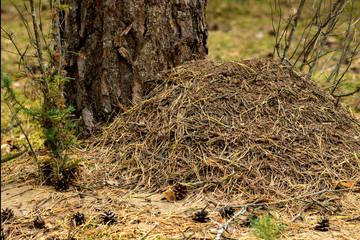 Anthill in the forest in summer season.
