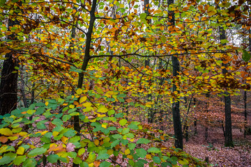 autumn scene with red yellow brown and orange colors the change of seasons