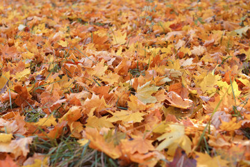 Golden autumn, beautiful background of orange leaves
