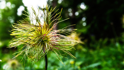 Wild flower with hairs in red and green colors that gives the sensation of awakening