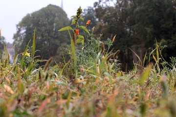 the flowers have closed in the autumnal fog