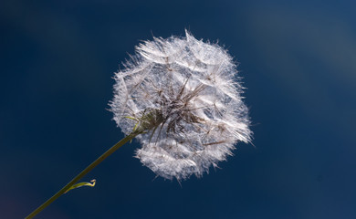 Dandelion flower isolated and ready to blow in the wind