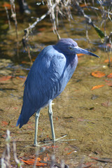 Little Blue Portrait