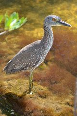 Juvenile Yellow Crowned Night Heron