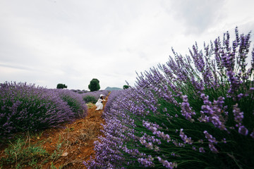 Obraz premium Female Model at Lavender field, Isparta Turkey