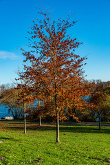 Naklejka premium autumn scene with red yellow brown and orange colors the change of seasons