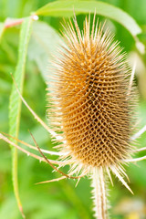 Closeup of a Teasel Head