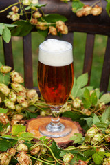 A glass of fresh beer and a hops plant. Concept for beer festival, Oktober Fest. Natural background, outdoor