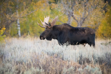 Alces alces shirasi, Moose, Elk is standing in dry grass, in typical autumn environment, majestic animal proudly wearing his antlers, ready to fight for an ovulating hind,Yellowstone,USA