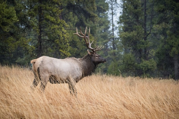 Cervus canadensis, Elk, Wapiti is standing in grass, in typical autumn environment, majestic animal proudly wearing his antlers, ready to fight for an ovulating hind,Yellowstone,USA
