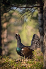 The Western Capercaillie Tetrao urogallus also known as the Wood Grouse Heather Cock or just Capercaillie in the forest is showing off during their lekking season They are in the typical habitat..