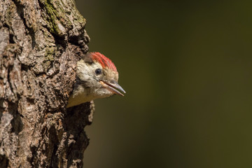 Dendrocopos medius, Middle spotted woodpecker, The young bird is sitting in the nesting cavity...