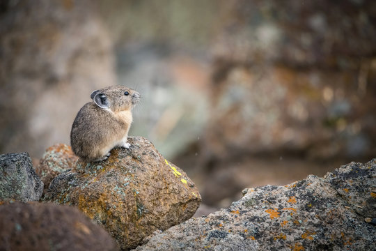 Ochotona princeps, American pika is sitting on the stone in typical autumn environment of Yellowstone USA