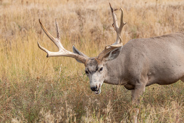 Nice Mule deer Buck in Colorado in Fall
