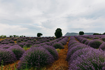 Female Model at Lavender field, Isparta Turkey