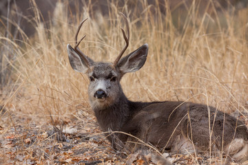 Naklejka na ściany i meble Nice Mule deer Buck in Colorado in Fall