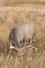 Nice Mule deer Buck in Colorado in Fall