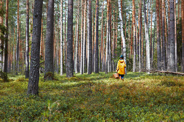 Child in yellow raincoat with basket looking for wild mushroom in the pinery