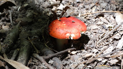 Red Mushroom On Forest Floor