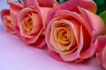 Fototapeta na wymiar fresh, delicate roses on a pink background