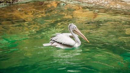 Pelican floating on the water