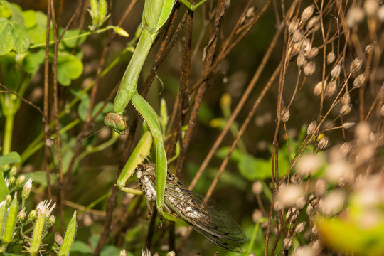 Chinese Mantis Eating A Cicada (Tenodera Sinensis)