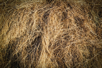 texture natural hay in the autumn harvest on the farm
