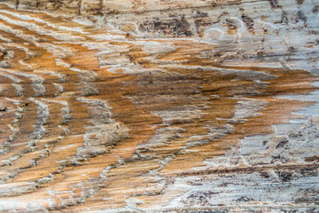 Holzstruktur und  Textur 