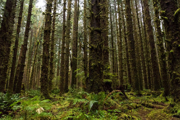 Trees of the Olympic National Park in Washington