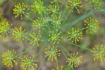 Natural floral background with yellow dill (Anethum) flowers in the garden. Agricultural concept, seasoning for canning