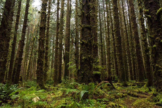 Trees of the Olympic National Park in Washington © imagoDens