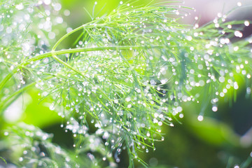 Young green dill in the dew in the garden. Grass seasoning, farming season. Macro natural background
