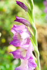 Purple gladiolus with raindrops in the garden. Natural floral background