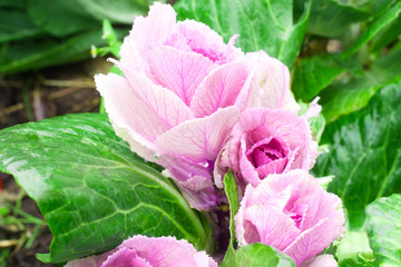 Beautiful pink-green decorative cabbage in the garden. Natural floral background