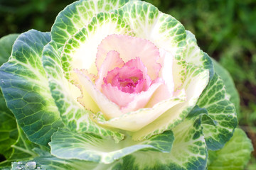Pink-green decorative cabbage. Landscape design element, natural floral background