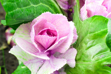 Beautiful pink-green decorative cabbage in the garden. Natural floral background