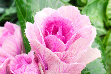 Beautiful pink-green decorative cabbage in the garden. Natural floral background