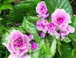 Beautiful pink-green decorative cabbage in the garden. Natural floral background