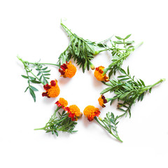 Frame of beautiful orange marigolds on a white background. Natural floral background
