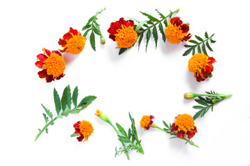 Naklejka premium Frame of beautiful orange marigolds on a white background. Natural floral background