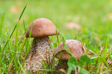 Boletus mushrooms grow in the summer in the green grass