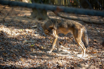 Coyote in Nature Center
